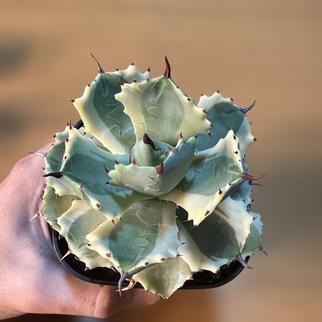 【極上】アガベ アトミックゴールド プレステラ105 極上ペンキ 赤棘