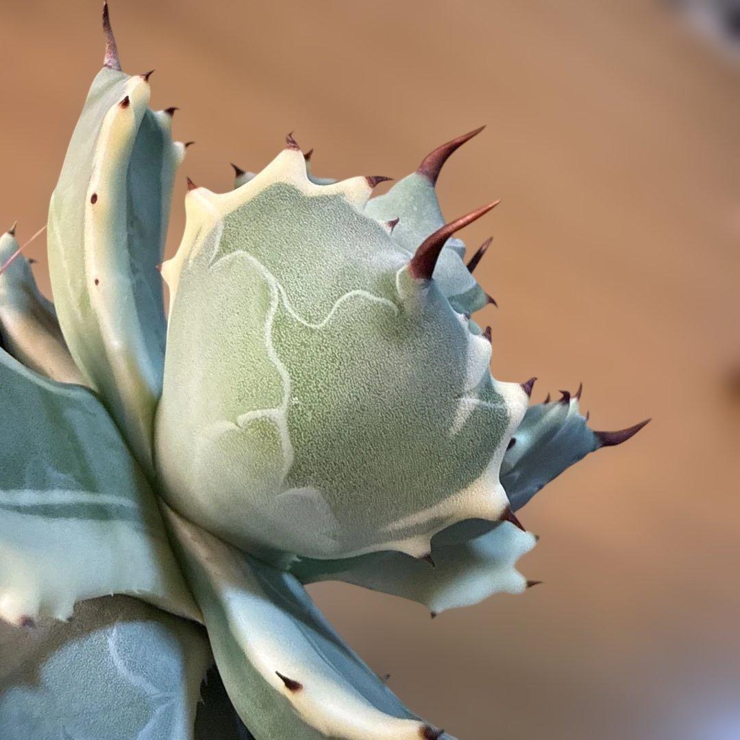 【極上】アガベ アトミックゴールド プレステラ105 極上ペンキ 赤棘