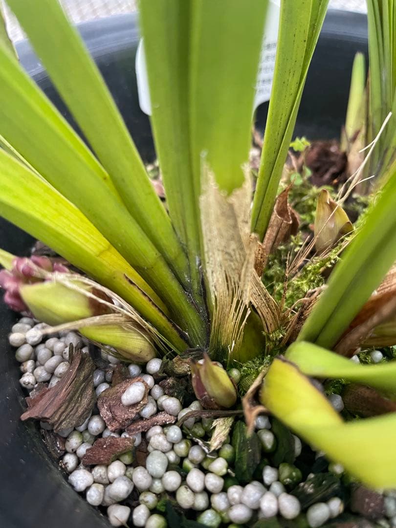 R8年キンリョウヘン花芽8本#1