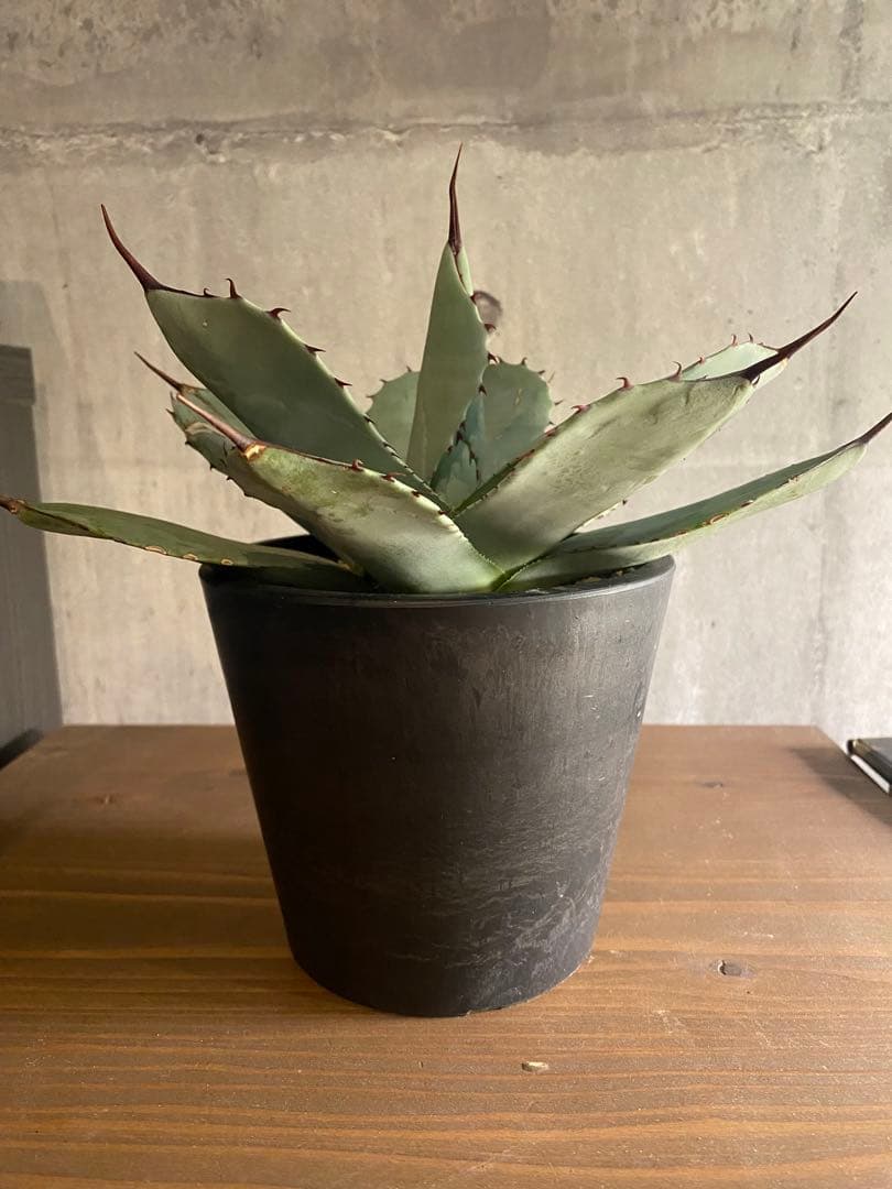 アガベ パリー 特大株