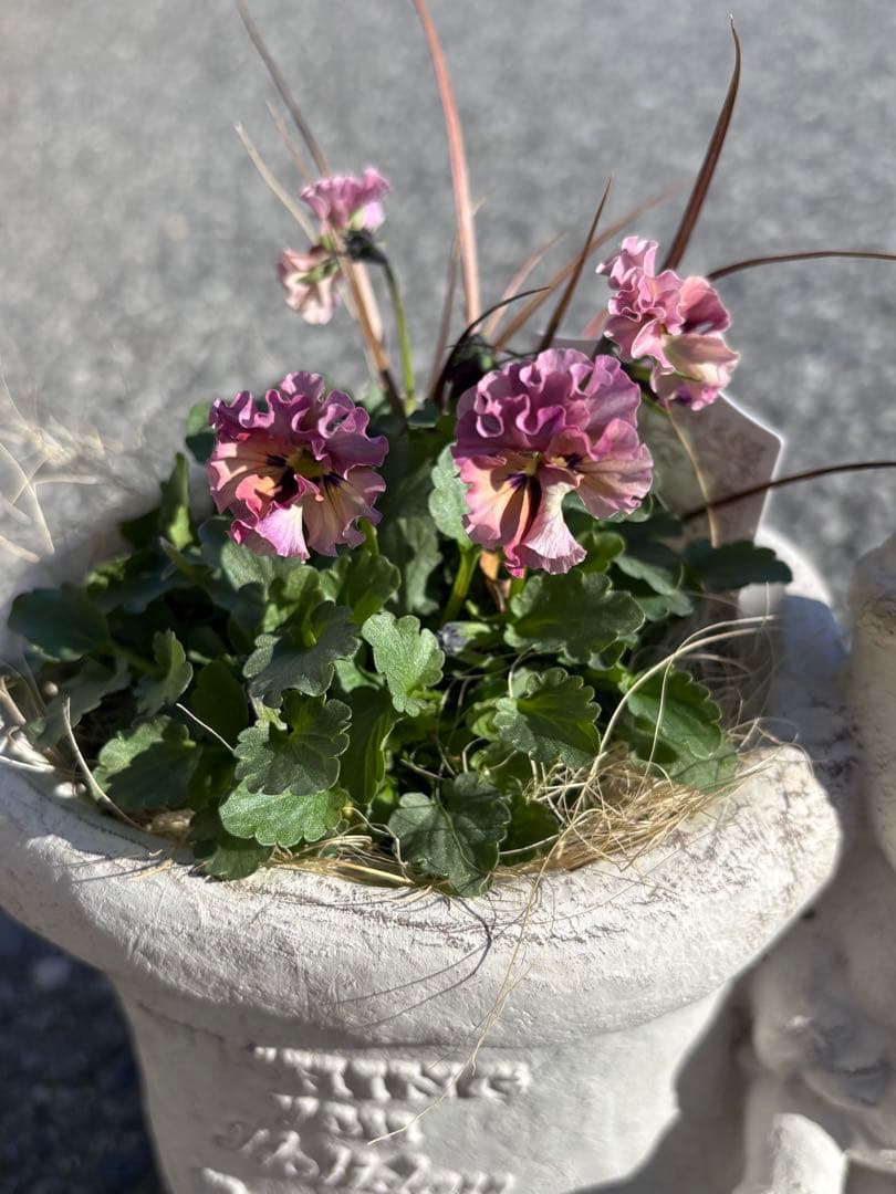 専用クリスマス寄せ植えサンタ長靴石川園芸マイガールビオラパンジー花苗