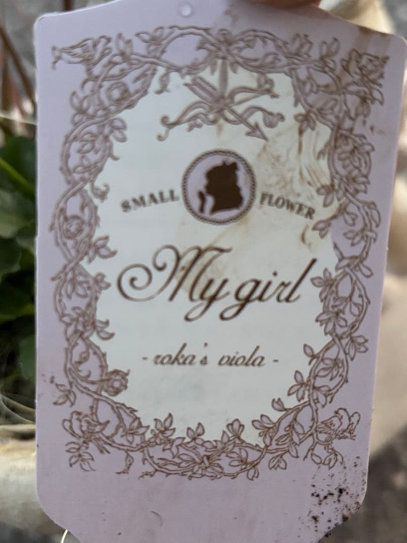 専用クリスマス寄せ植えサンタ長靴石川園芸マイガールビオラパンジー花苗