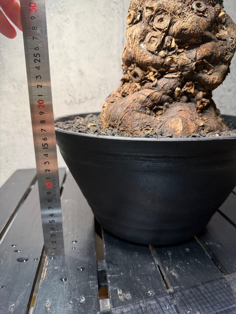 Kawasakiz1様. 【超特大・極上株】ユーフォルビア ムランジーナ