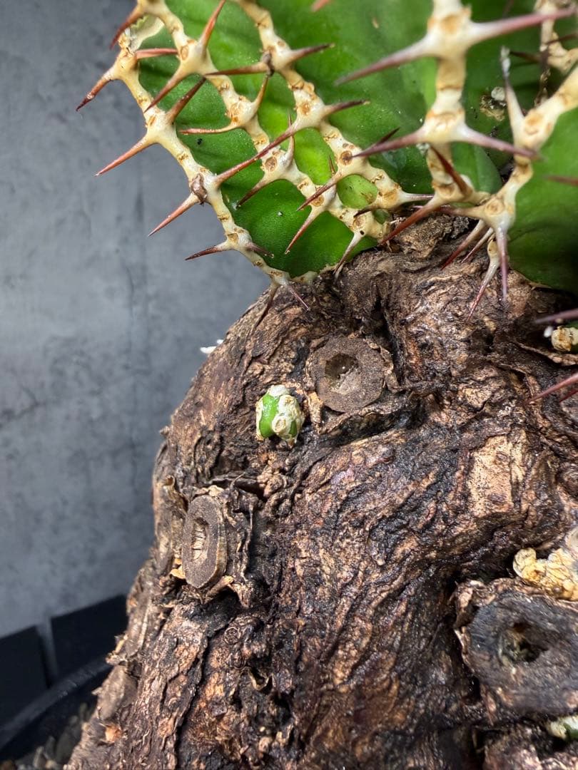 Kawasakiz1様. 【超特大・極上株】ユーフォルビア ムランジーナ