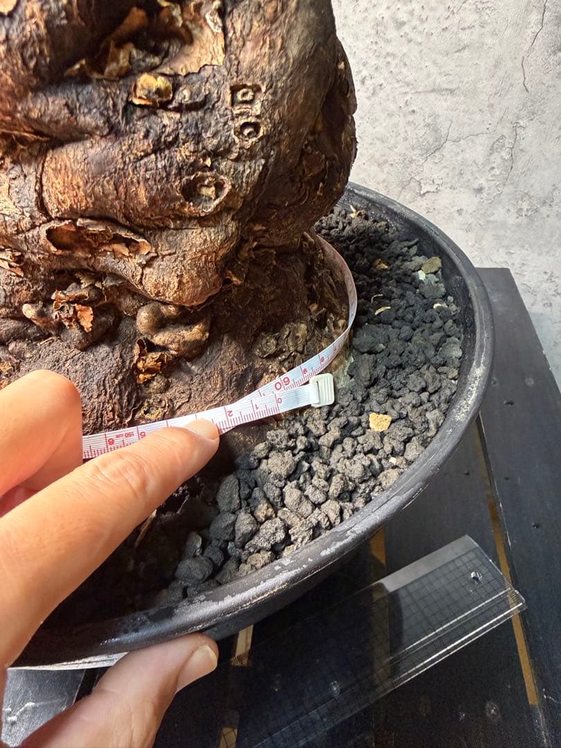 Kawasakiz1様. 【超特大・極上株】ユーフォルビア ムランジーナ