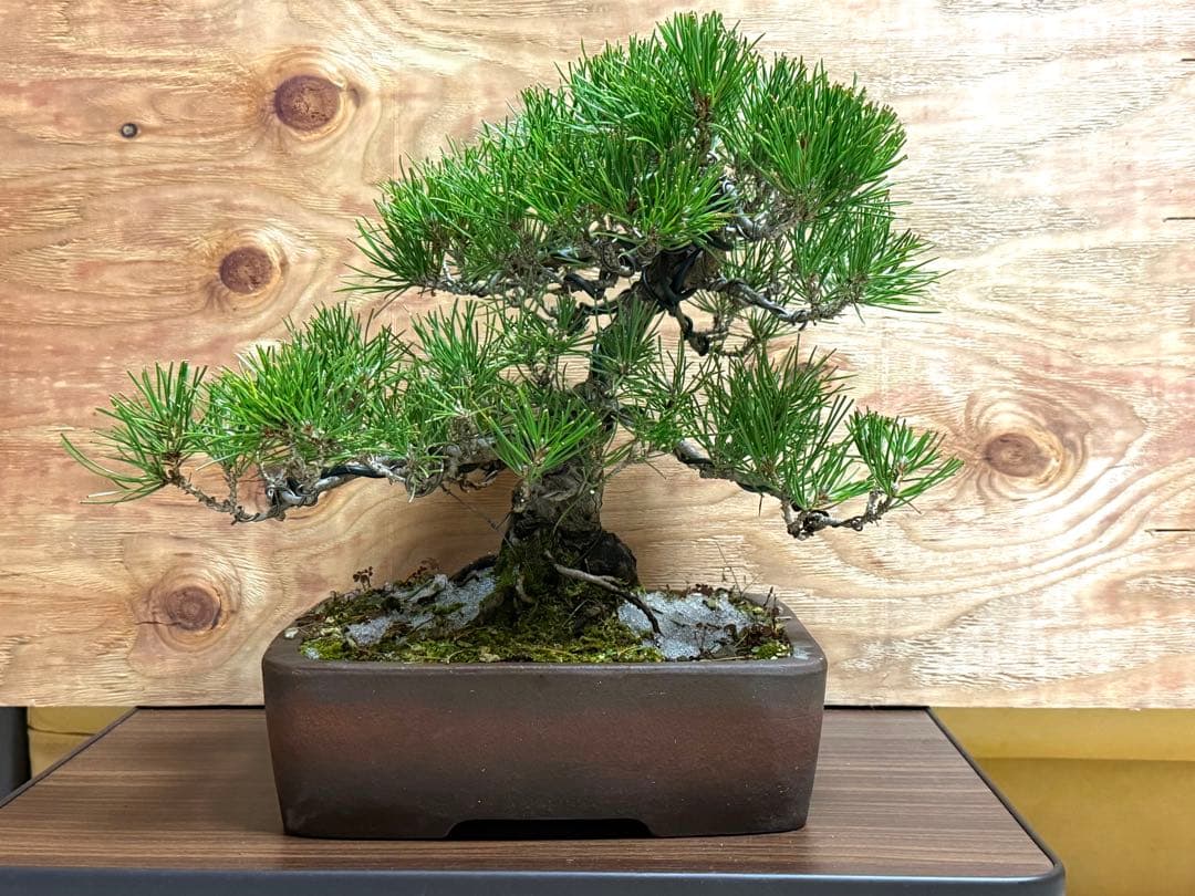 ⭕️特価⭕️【盆栽】黒松 模様木