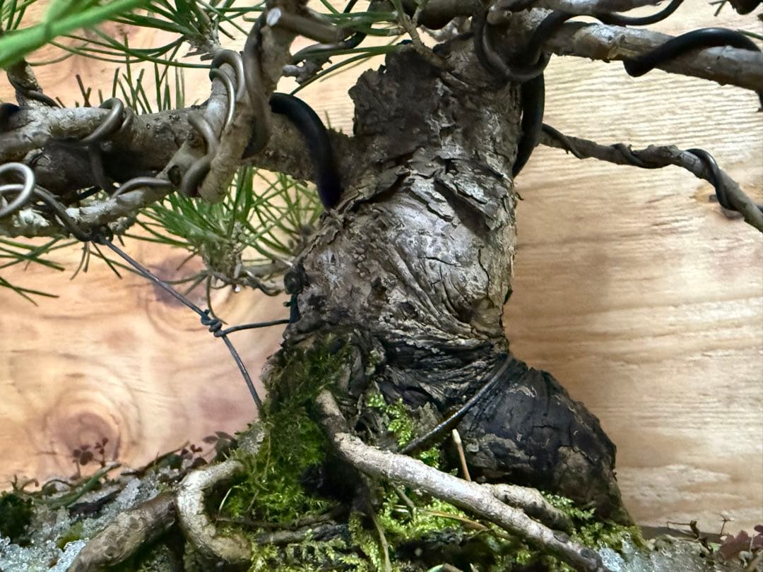 ⭕️特価⭕️【盆栽】黒松 模様木