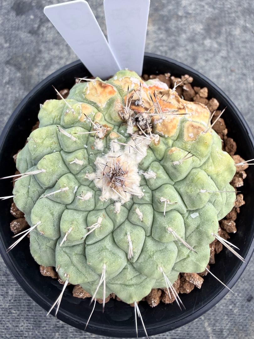 koheeeiheeei様　おまとめ専用