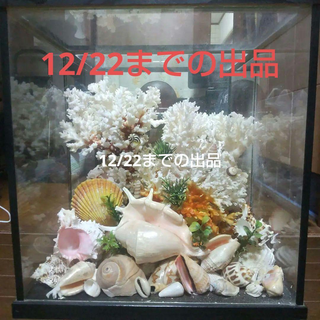 天然珊瑚　置き物　江ノ島　サンゴ　珊瑚　お土産