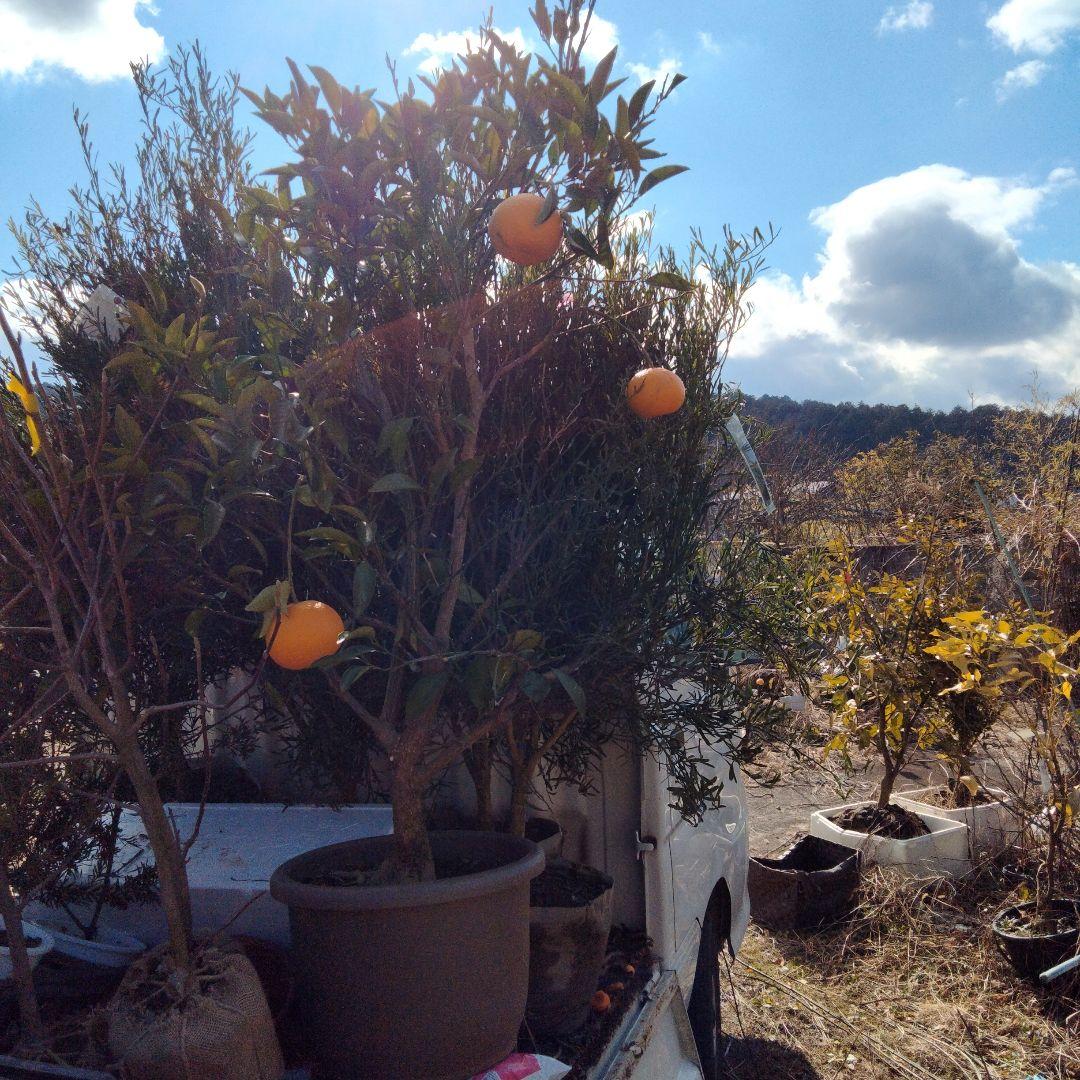 甘夏　人気の柑橘