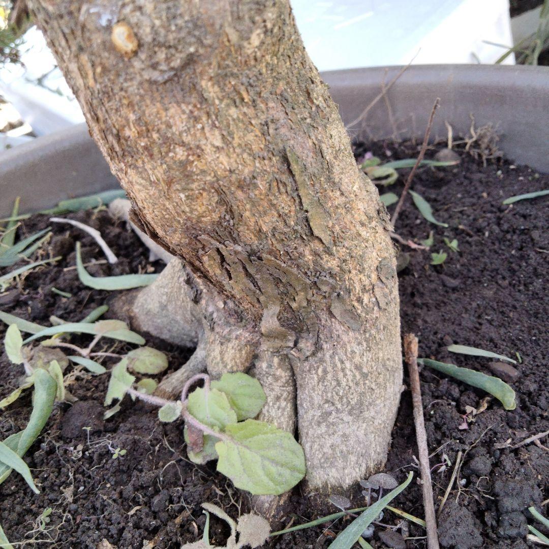 甘夏　人気の柑橘