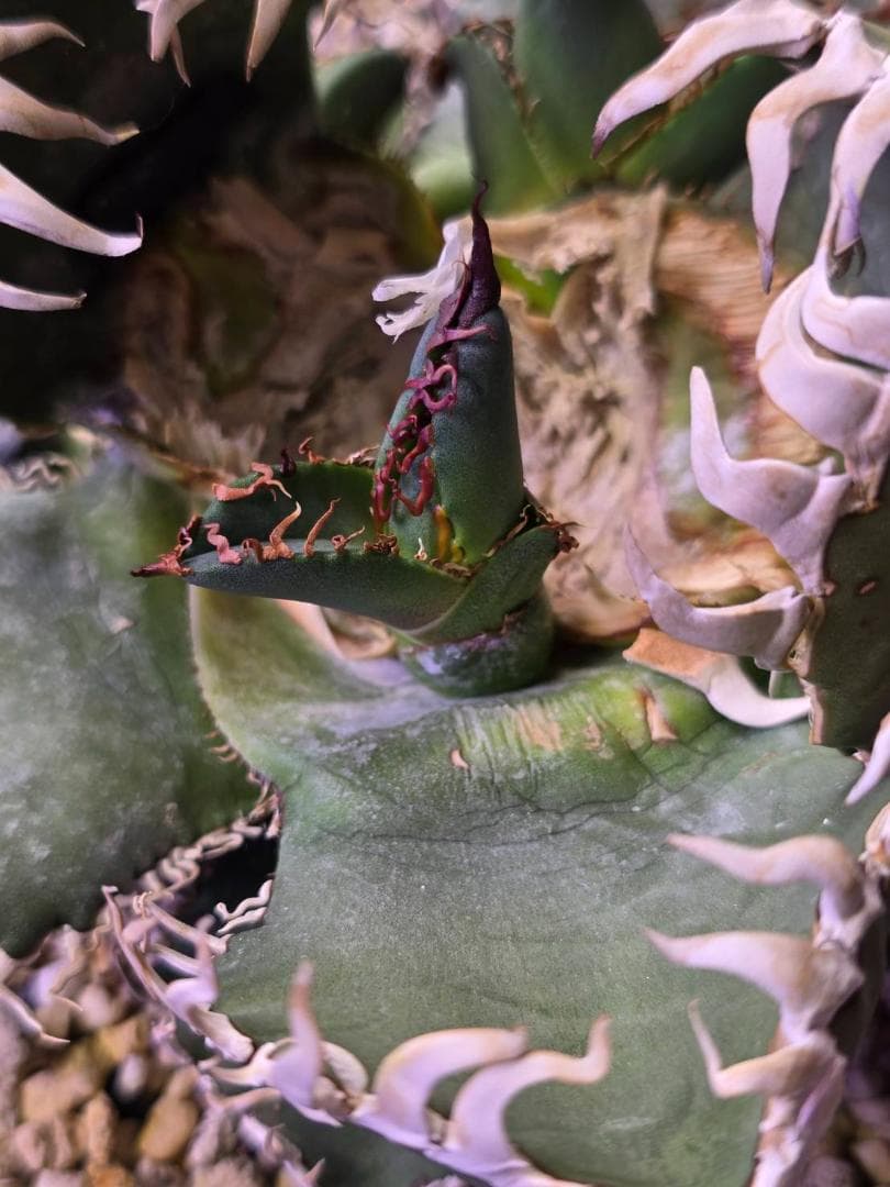 アガベ　中国ゴジラ　龍球会　天芽