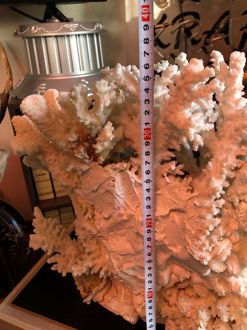 白珊瑚 置物 (取りに来てくれる方のみ) 札幌および近郊ならお届けも可能