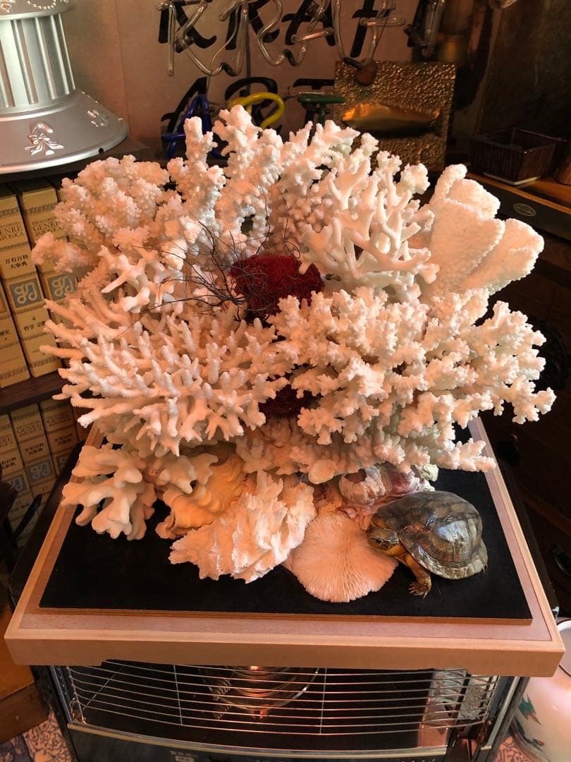 白珊瑚 置物 (取りに来てくれる方のみ) 札幌および近郊ならお届けも可能