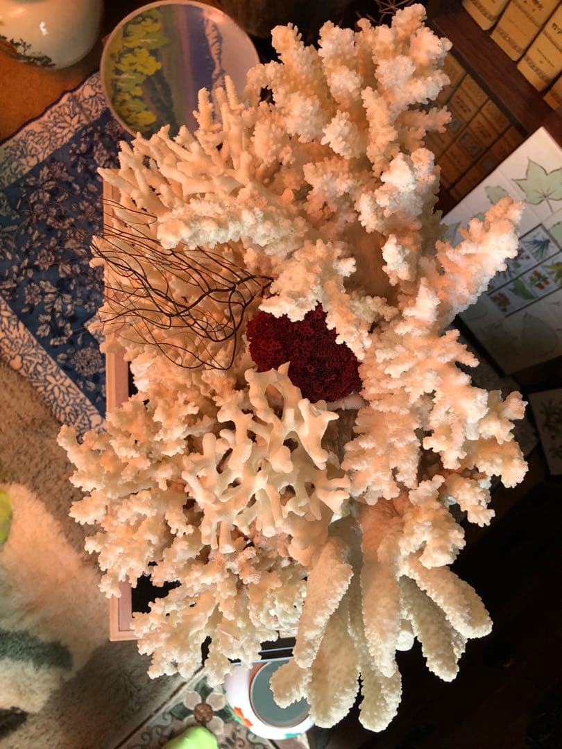 白珊瑚 置物 (取りに来てくれる方のみ) 札幌および近郊ならお届けも可能