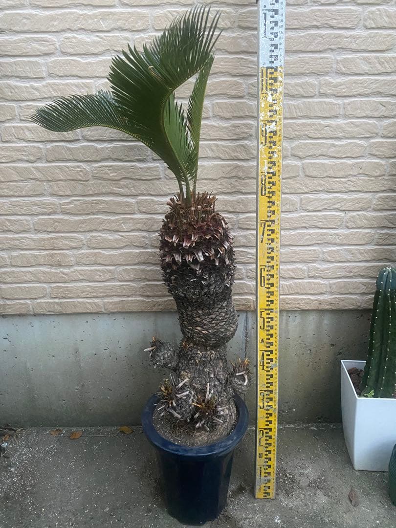 おすすめ！ソテツ　蘇鉄　8号鉢 特殊株　盆栽