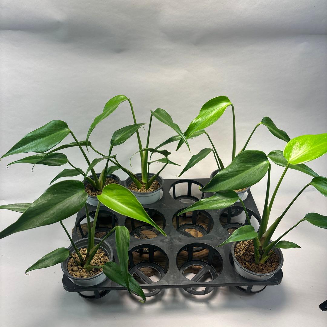 に*y様 5株セットモンステラ バールマルクスフレーム