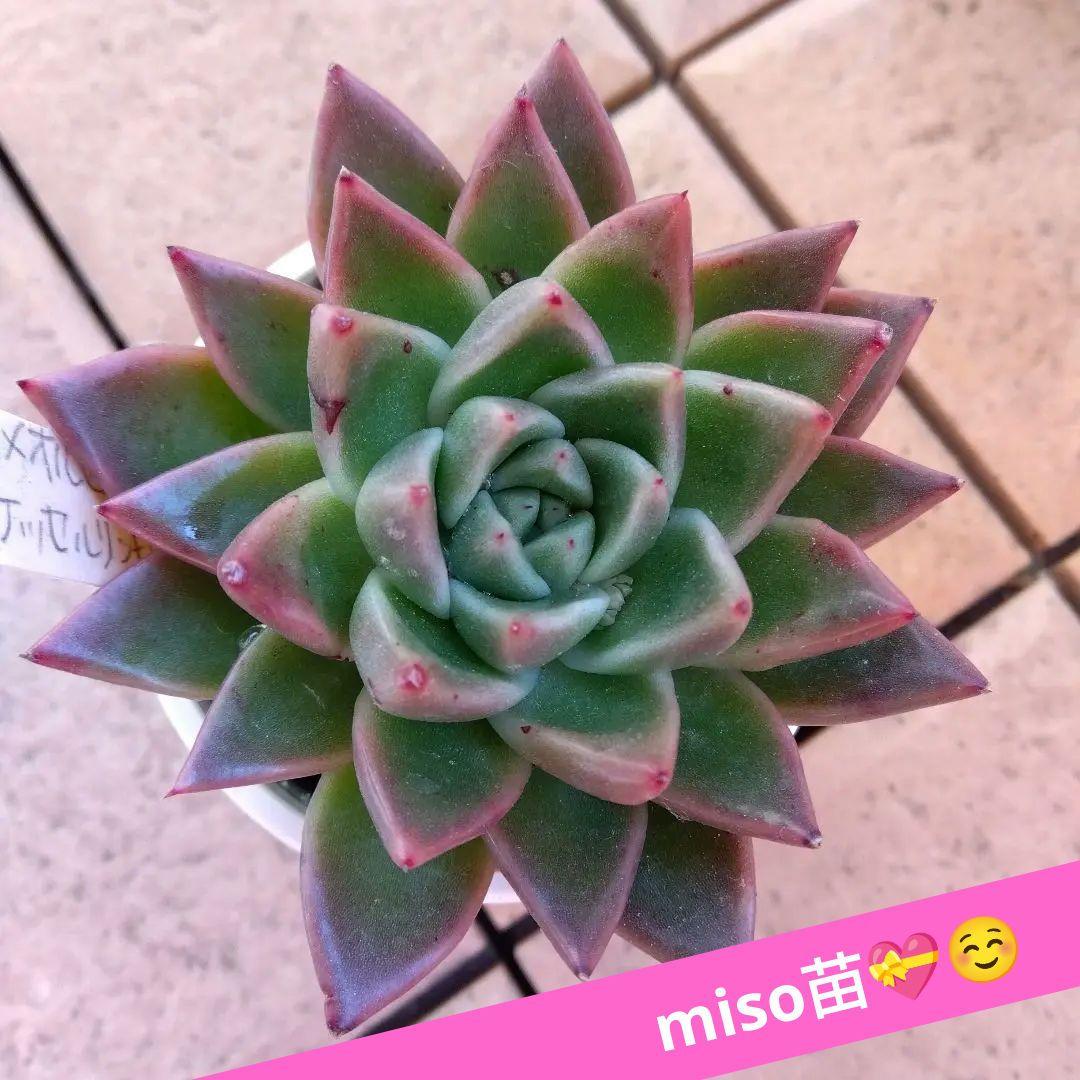 miso苗⭐️ロメオルビン×ケッセルリンゼアナ⭐️ミソさん 多肉 エケベリア