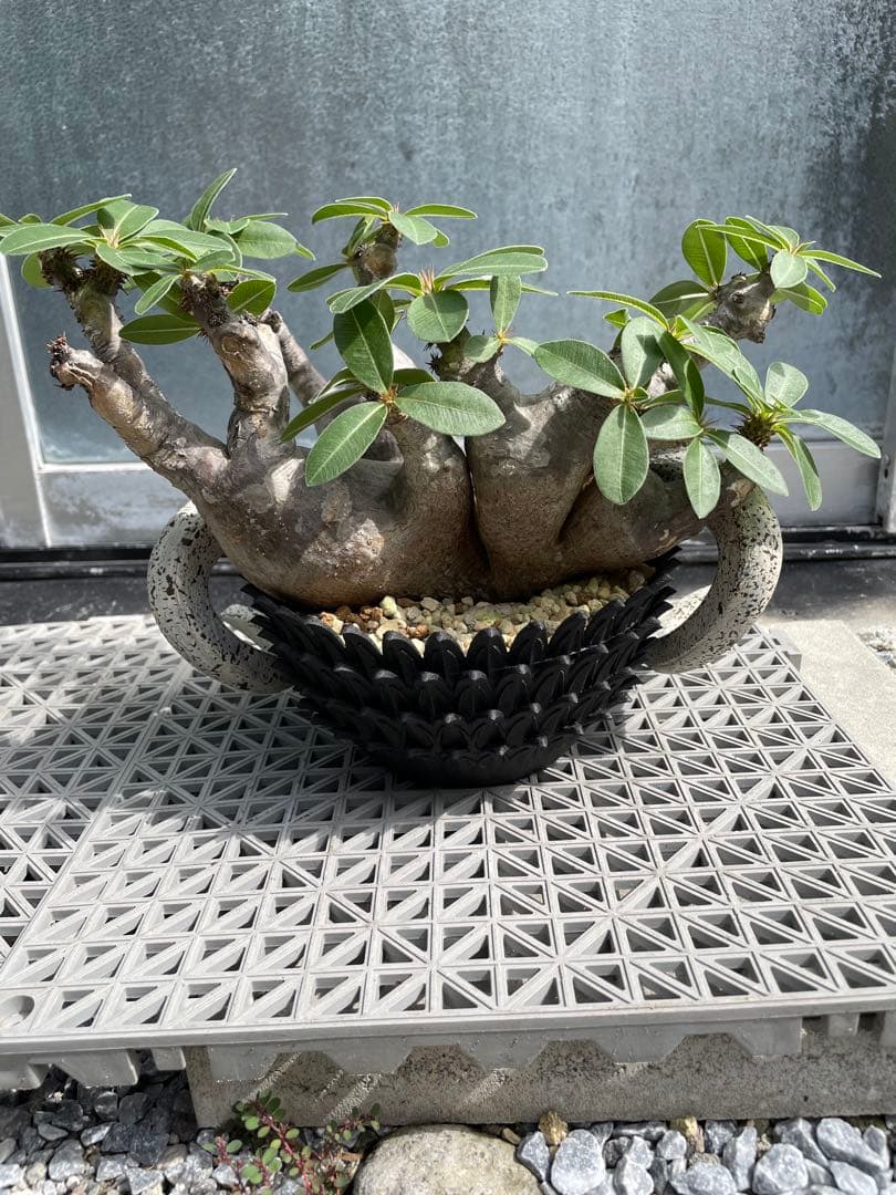 多頭株 塊根植物 パキポディウム マカイエンセ