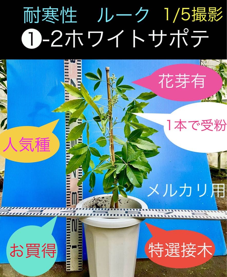 くろ❶-2ホワイトサポテ　ルーク 接木苗