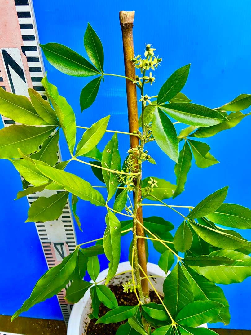 くろ❶-2ホワイトサポテ　ルーク 接木苗