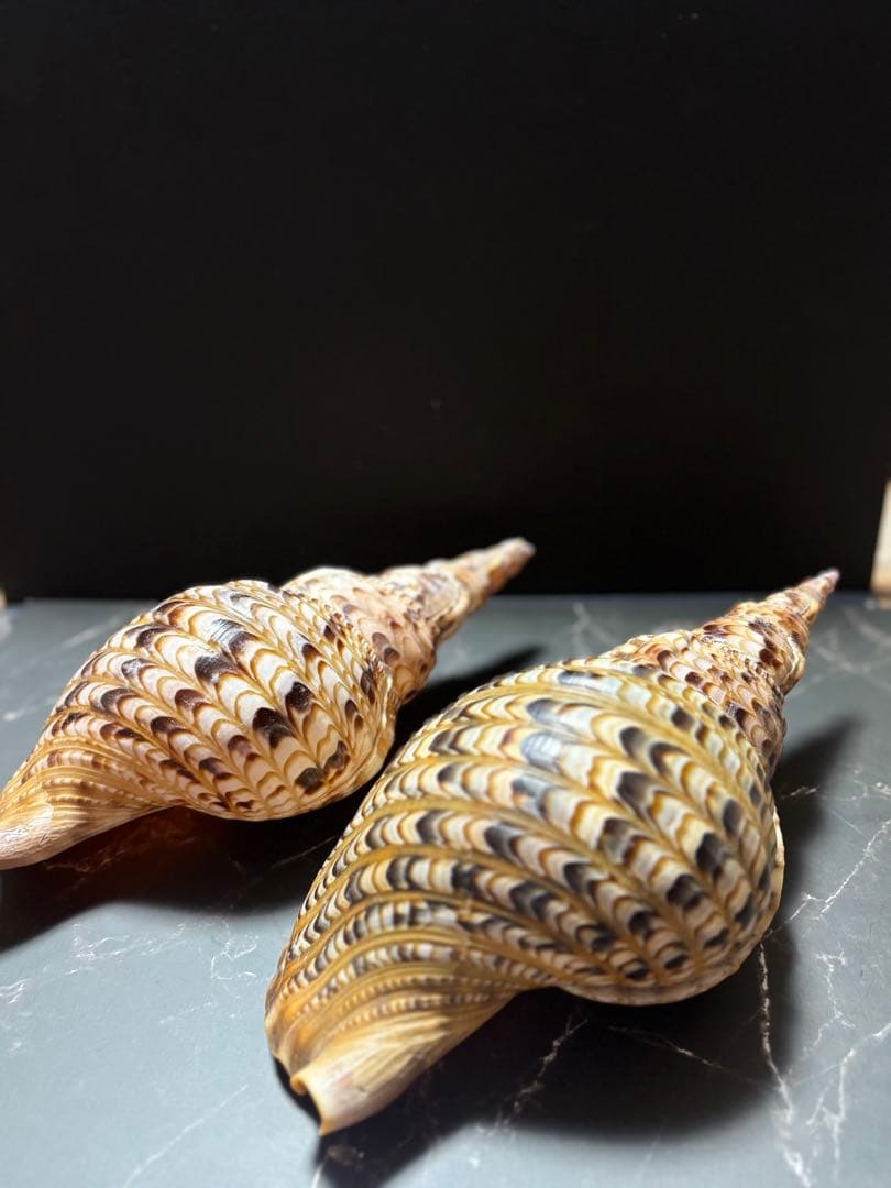 法螺貝（ホラガイ）2個セット