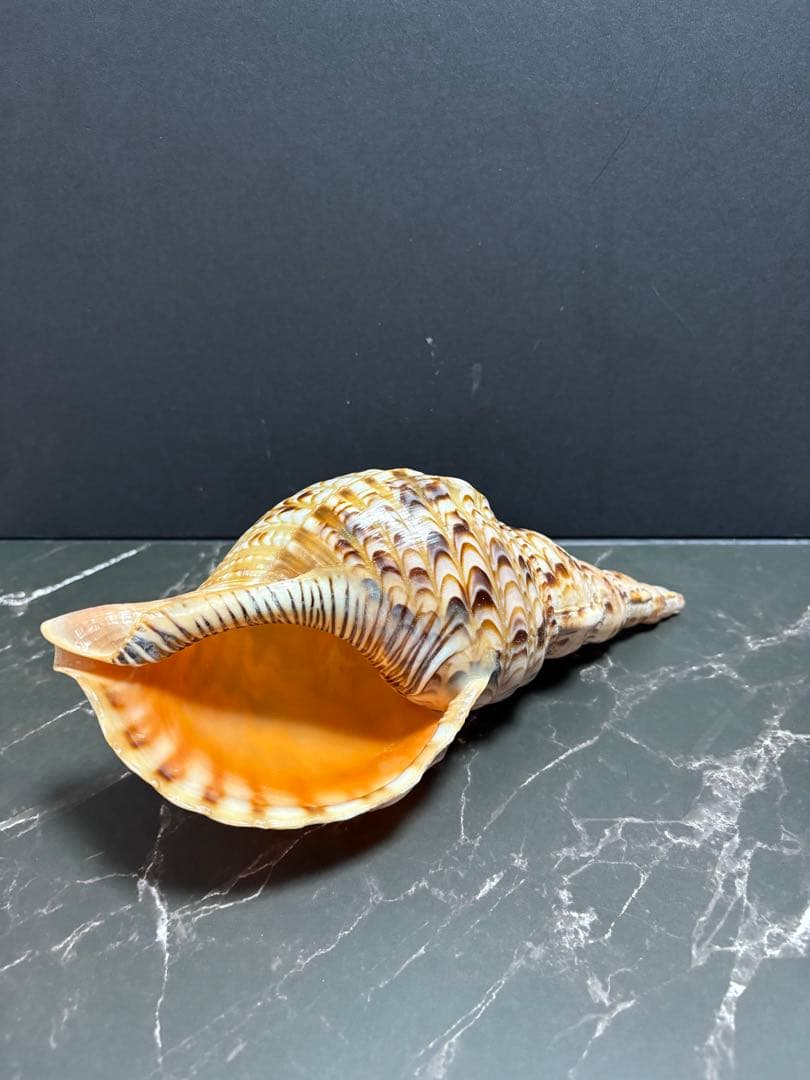 法螺貝（ホラガイ）2個セット