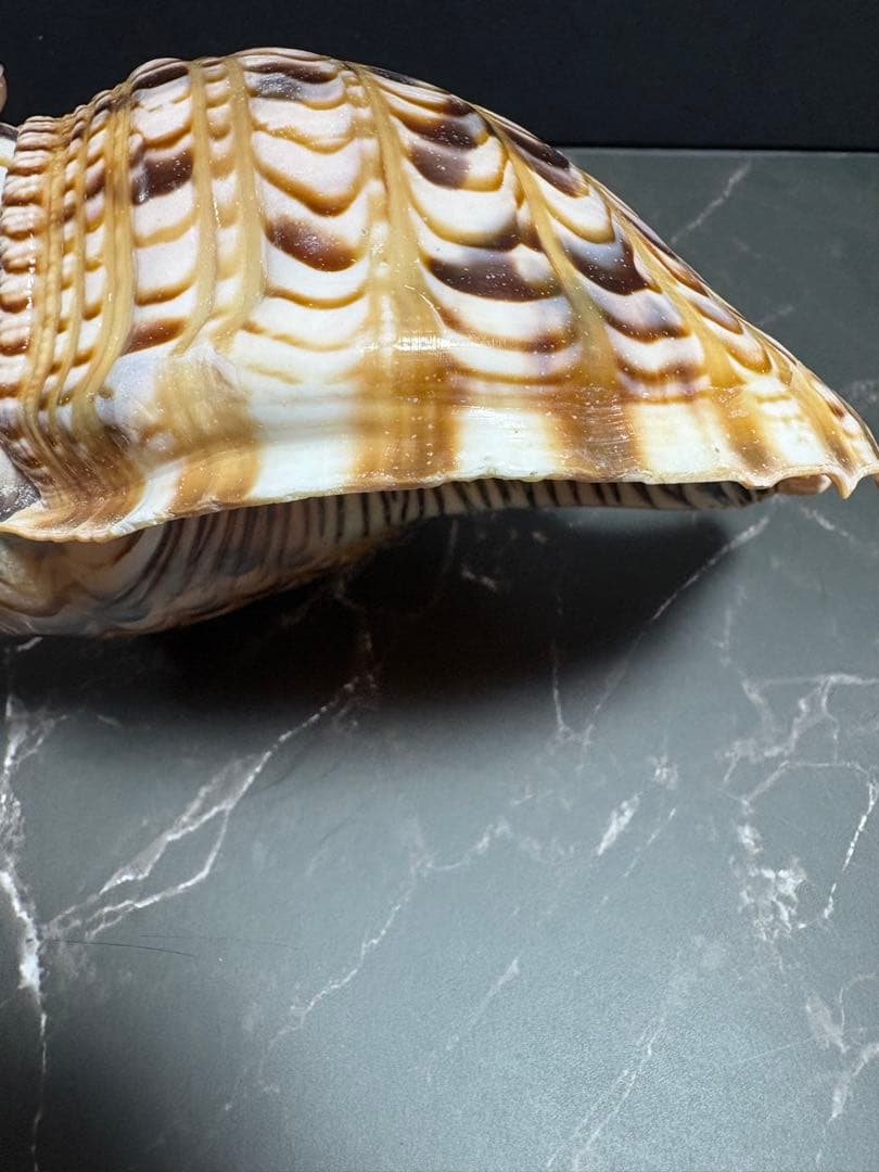 法螺貝（ホラガイ）2個セット