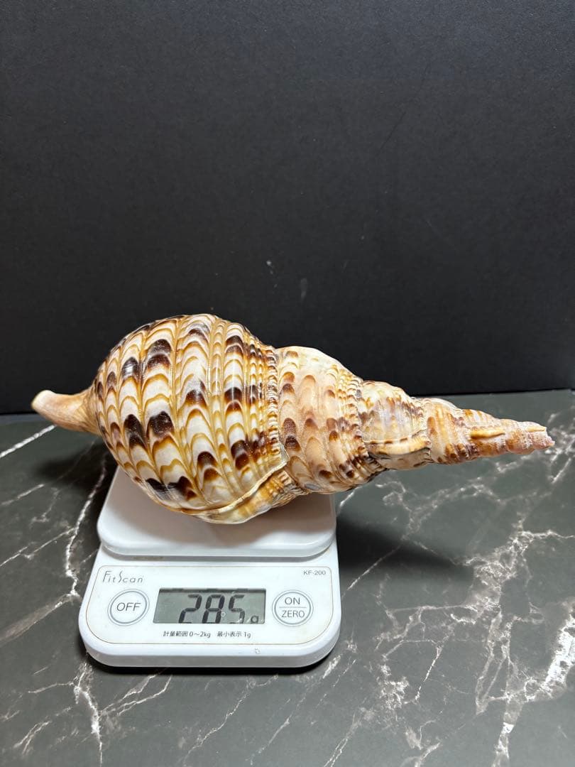 法螺貝（ホラガイ）2個セット