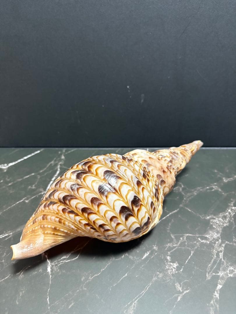 法螺貝（ホラガイ）2個セット