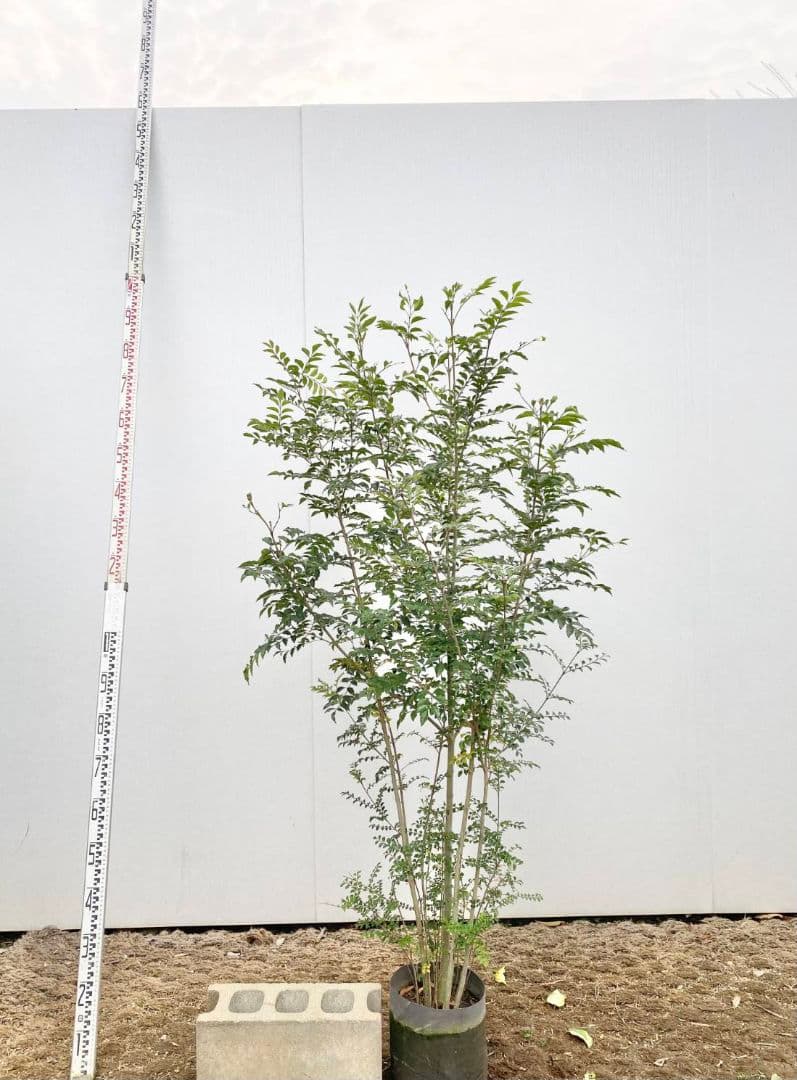 シマトネリコ/895