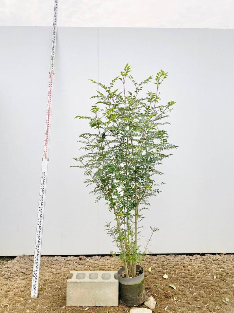 シマトネリコ/895