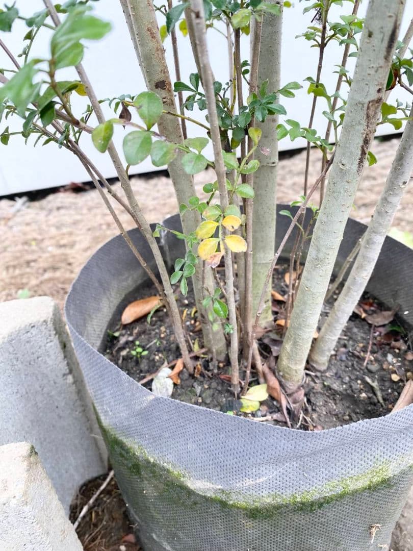 シマトネリコ/895