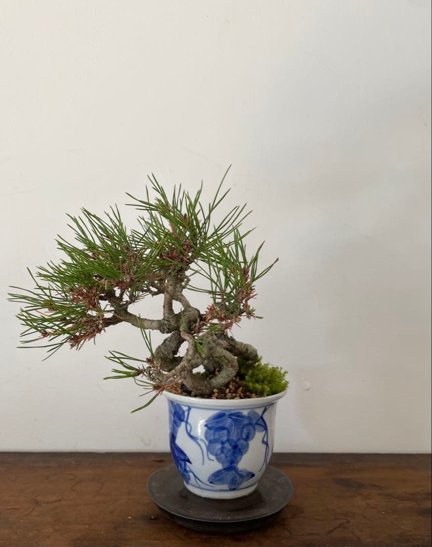 赤松盆栽