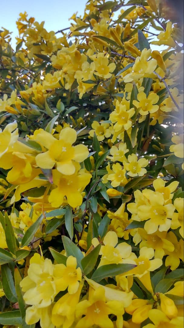 カロライナジャスミン　ポット苗　コンパクトボックス発送