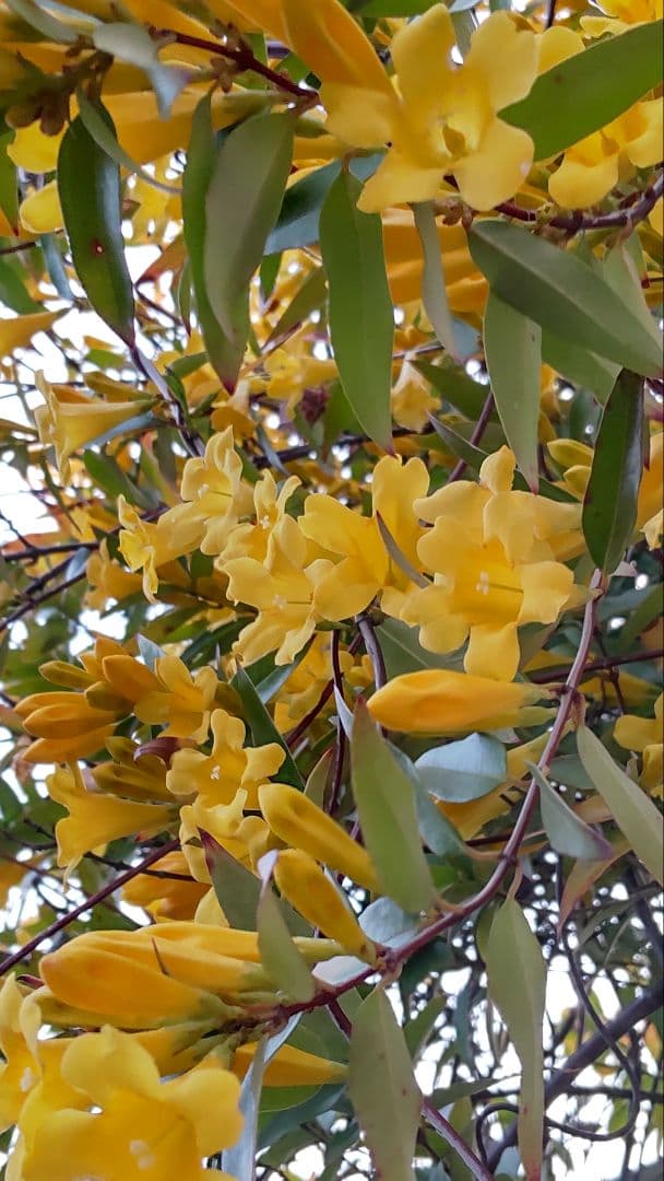 カロライナジャスミン　ポット苗　コンパクトボックス発送