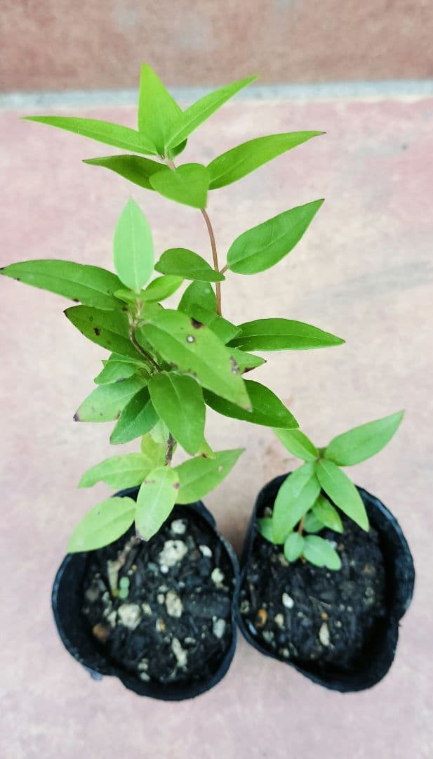 カロライナジャスミン　ポット苗　コンパクトボックス発送