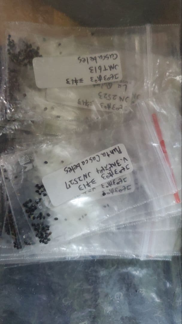 (げんごさま)コピアポア　エリオシケ　竜神木　種子セット