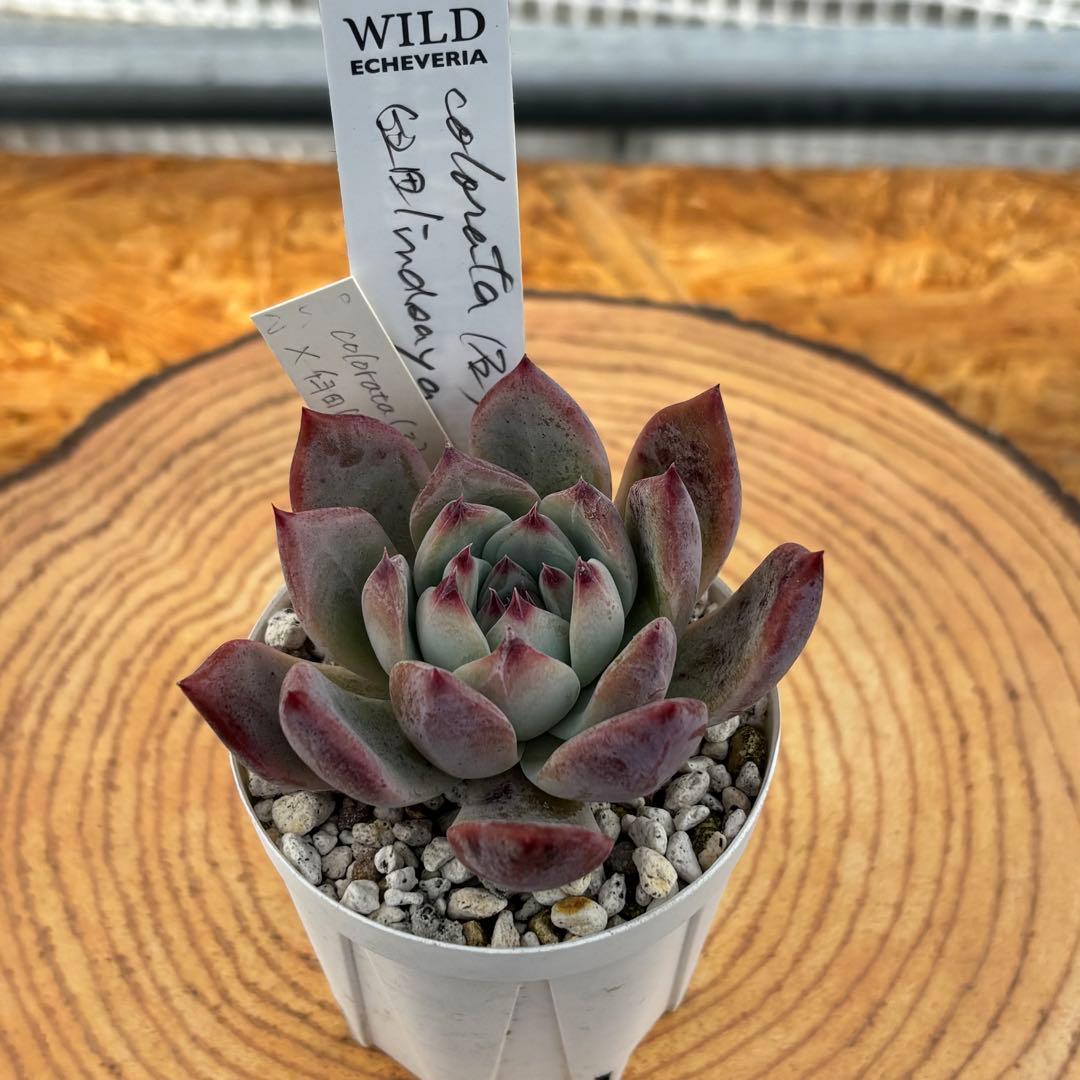 35.【札付き】石田コロラータ×臼田リンゼアナ サボテン相談室 多肉 エケベリア