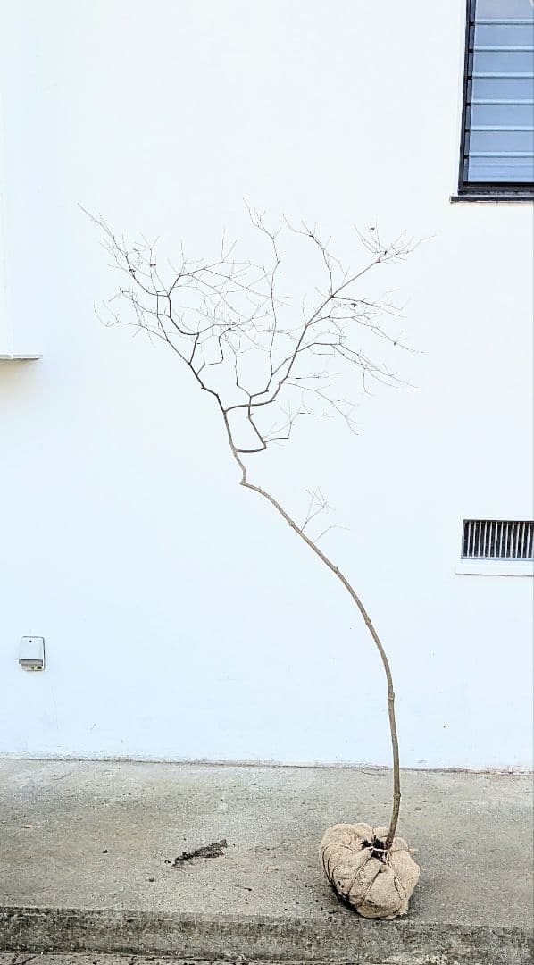 珠玉。山採りドウダンツツジ。