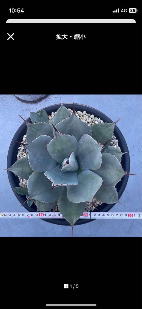 アガベ　　子株２つ付き　吉祥天　ホーチエンシス　アガベ