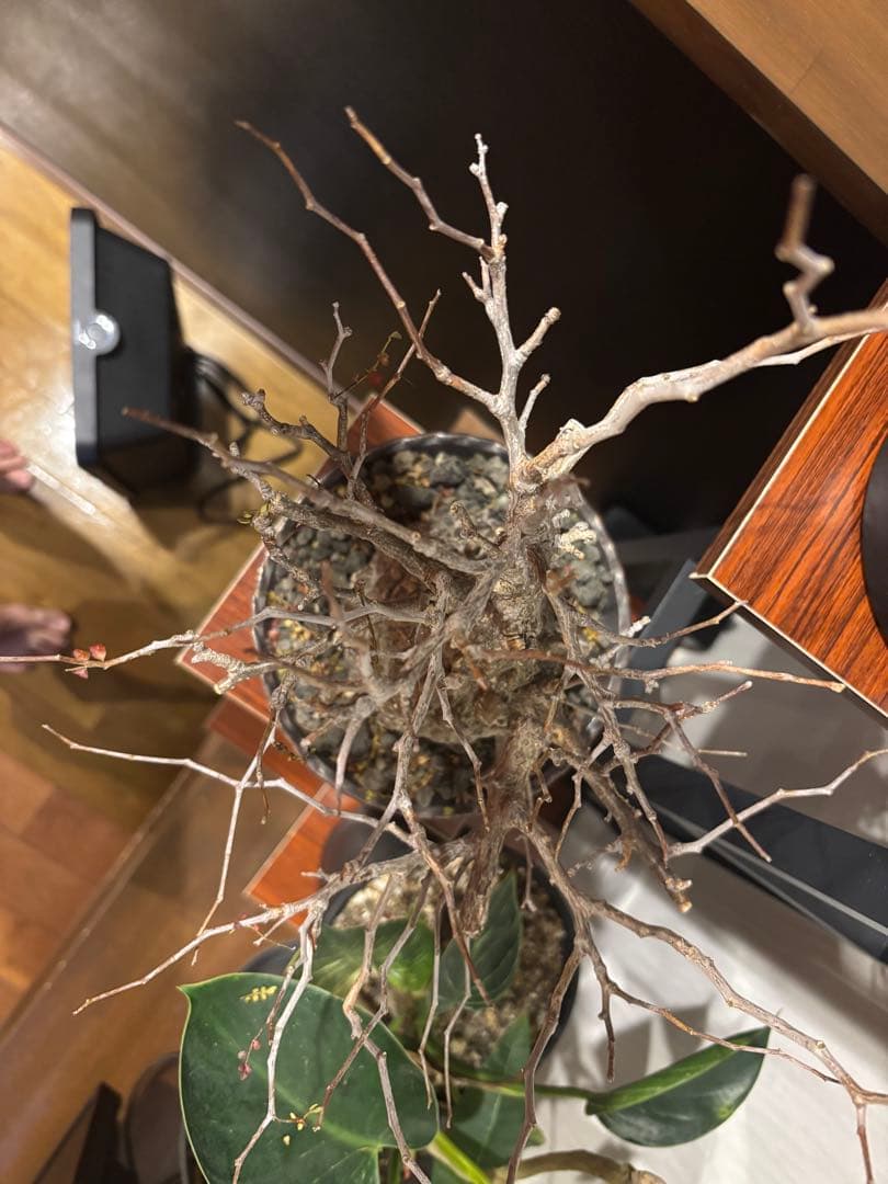 オペルクリカリアパキプス　鉢付き　塊根部約11センチ　落葉、休眠済　現地球