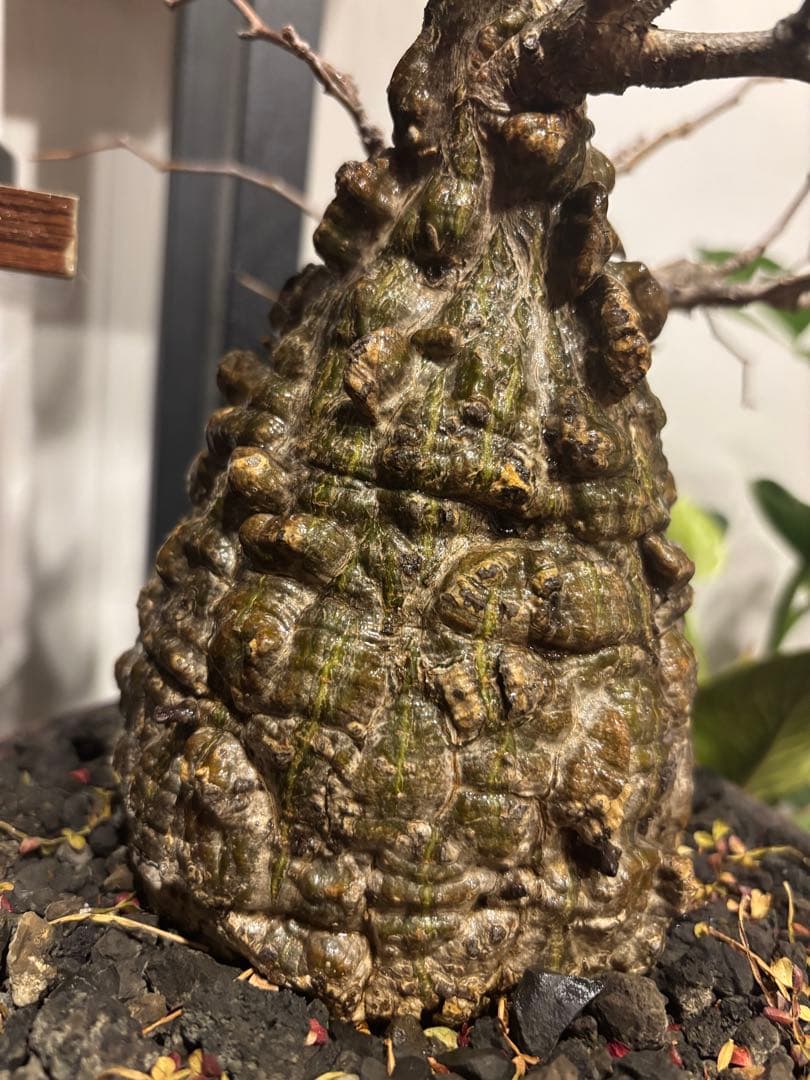 オペルクリカリアパキプス　鉢付き　塊根部約11センチ　落葉、休眠済　現地球