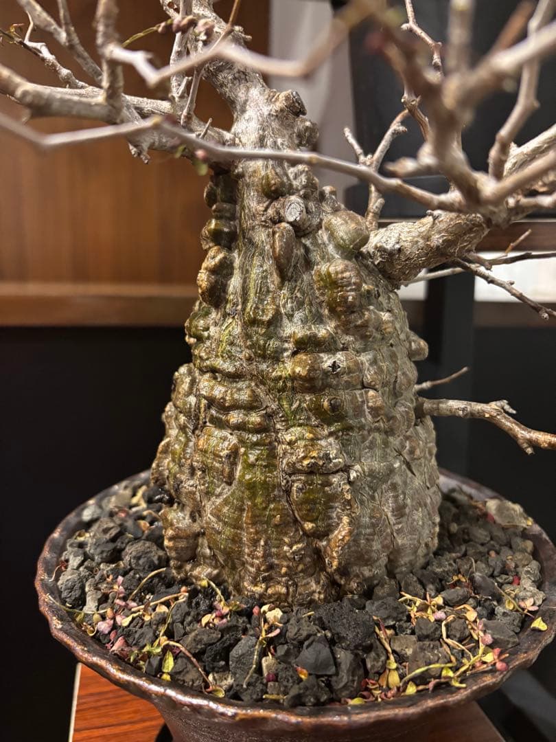 オペルクリカリアパキプス　鉢付き　塊根部約11センチ　落葉、休眠済　現地球