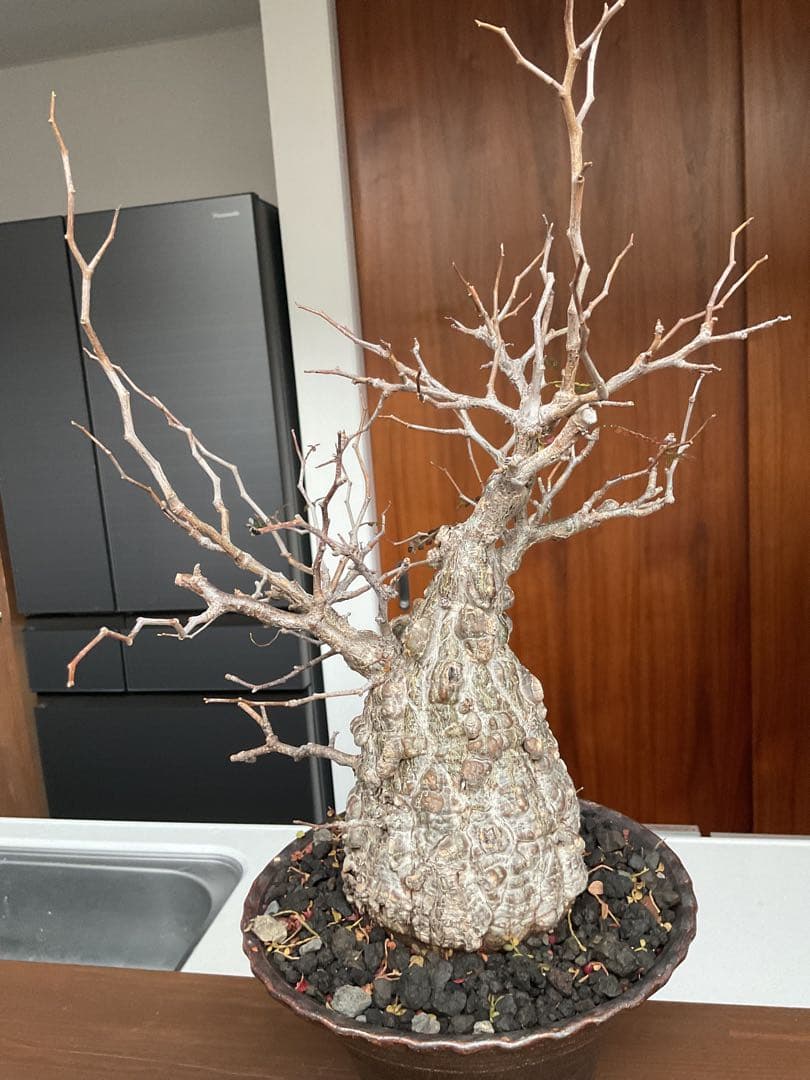 オペルクリカリアパキプス　鉢付き　塊根部約11センチ　落葉、休眠済　現地球