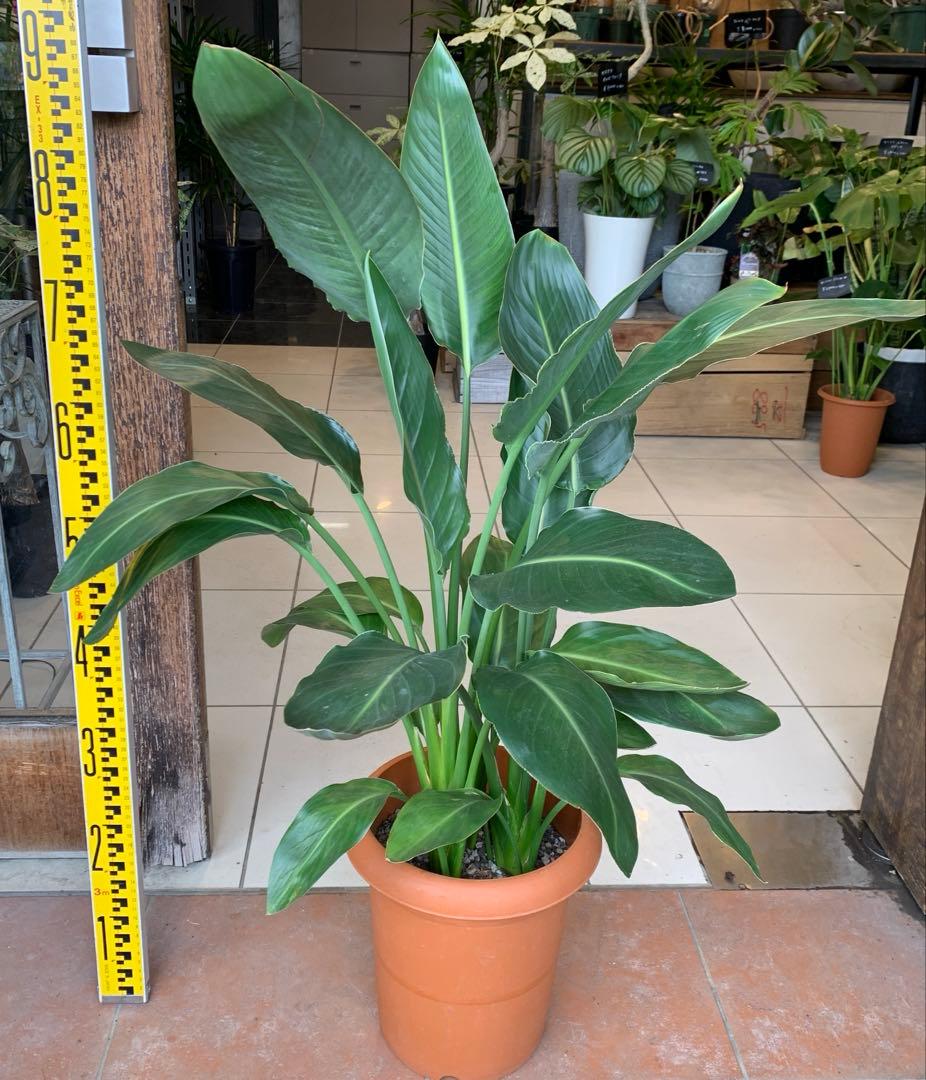 ストレリチア レギネ 8号