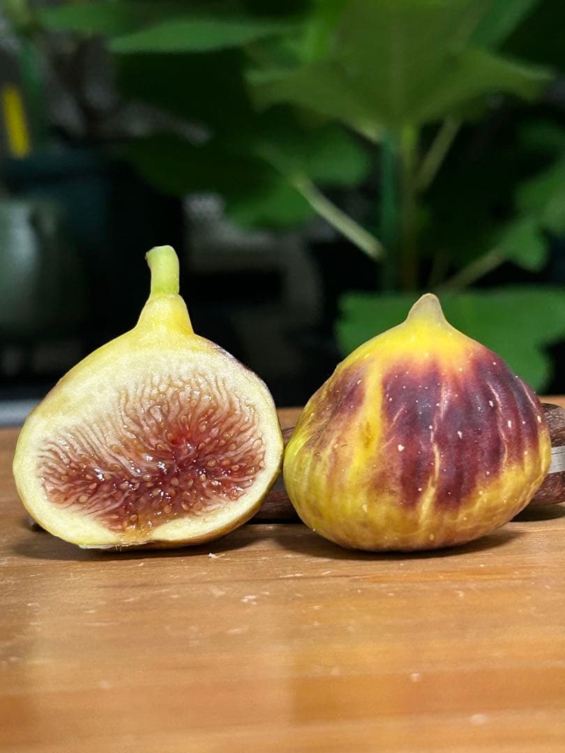 いちじく苗木　DSJG