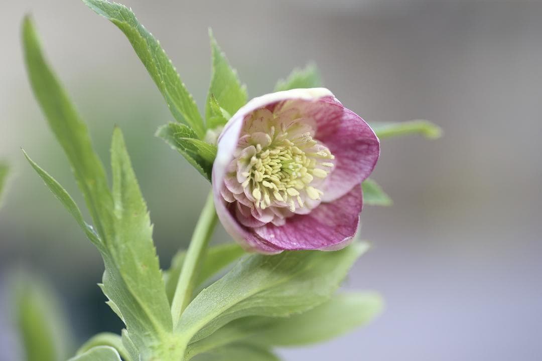 Kayo「歳末セール」クリスマスローズ 苗 SDプリマヴェーラ セルフ