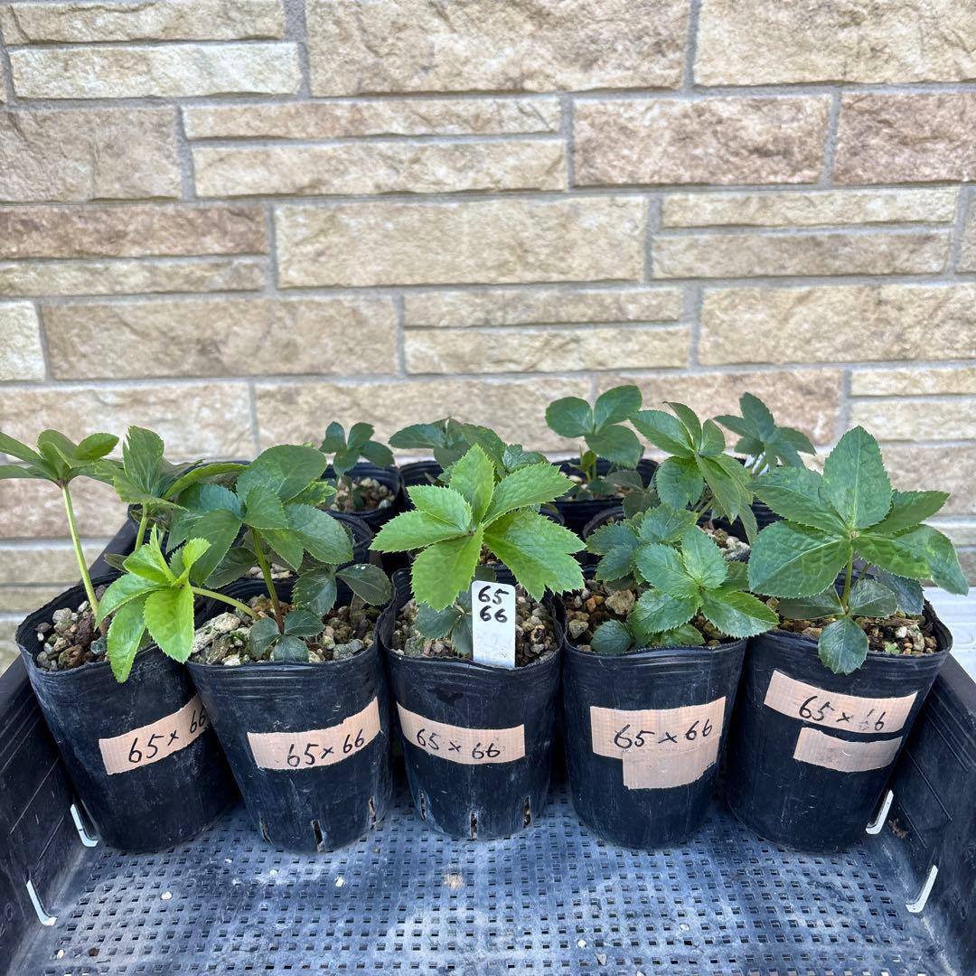 キラメキ⭐︎マロンレッド×キラメキ⭐︎チョコレート★クリスマスローズ苗