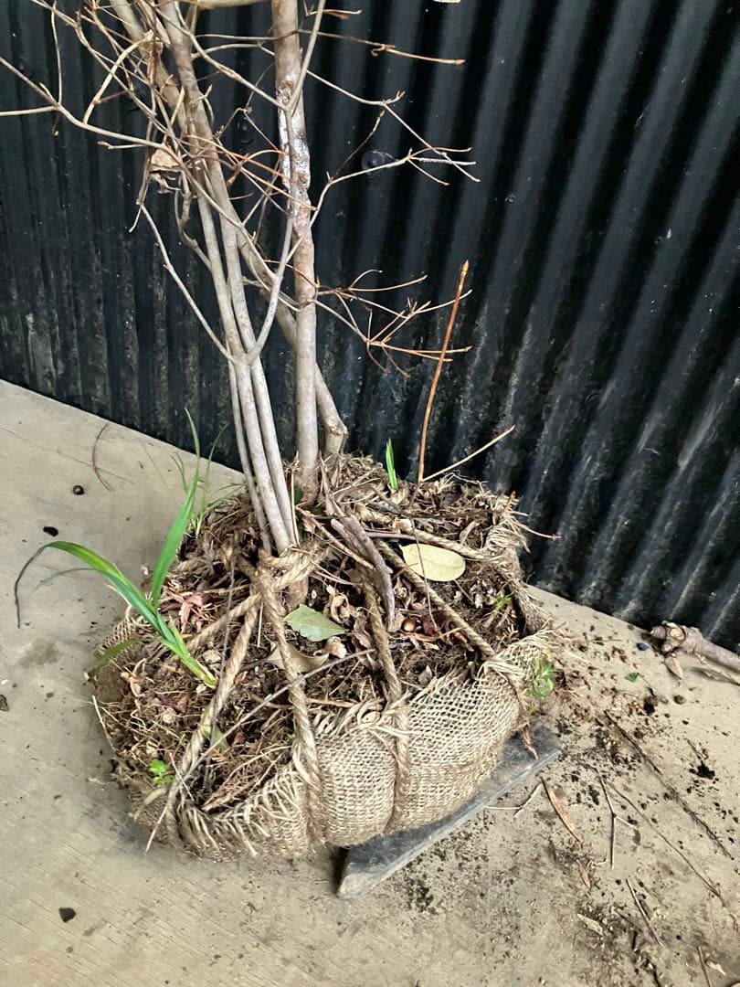 山採り　ドウダンツツジ　t